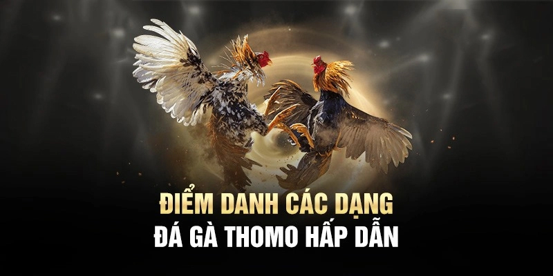 Đa dạng hình thức chơi đá gà Thomo AB77 phổ biến