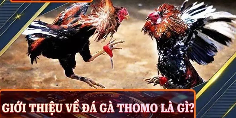 Sơ bộ về đá gà Thomo AB77 là gì?