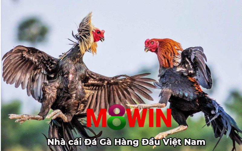 Nhà cái M8win chất lượng