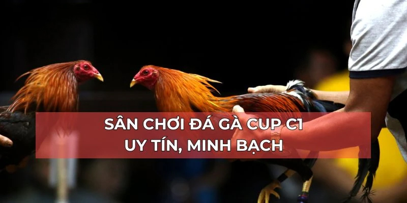 Giá trị cơ bản khi chơi bộ môn đá gà C1